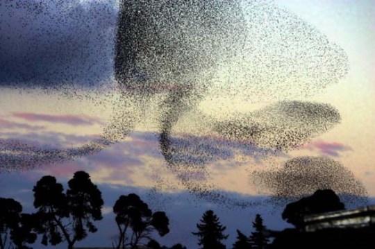 Starlings flocking as organized creativity